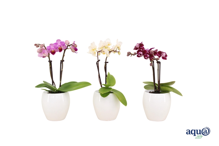 <h4>Lisa White Tiny Dolls Mix 2T10+ Aqu@</h4>