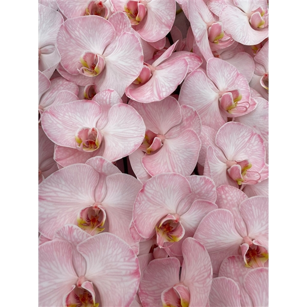 <h4>Phal Coloured Candy</h4>