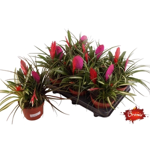 BROMELIA GEM