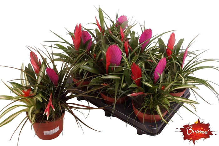 <h4>BROMELIA GEM</h4>