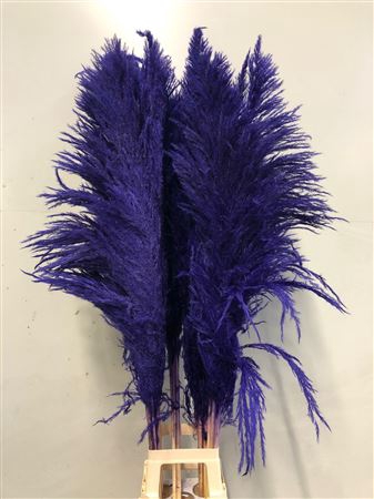 Cortaderia Purple