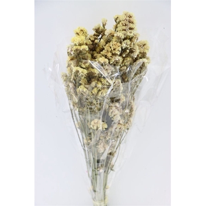 Dried Limonium Statice Champagne Bunch Slv