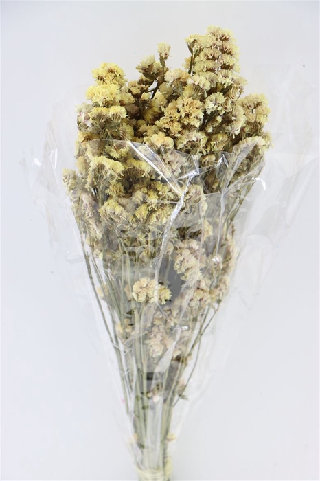 Dried Limonium Statice Champagne Bunch Slv