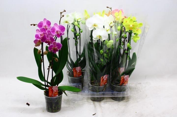 <h4>PHAL EL CASCADE</h4>
