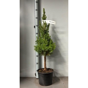 PICEA GL CONICA