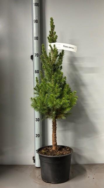 <h4>PICEA GL CONICA</h4>
