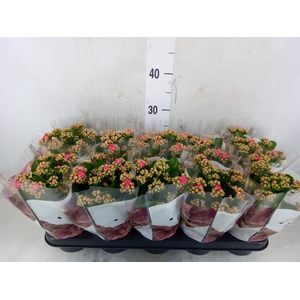 Kalanchoe blos. 'RosDon Nando'