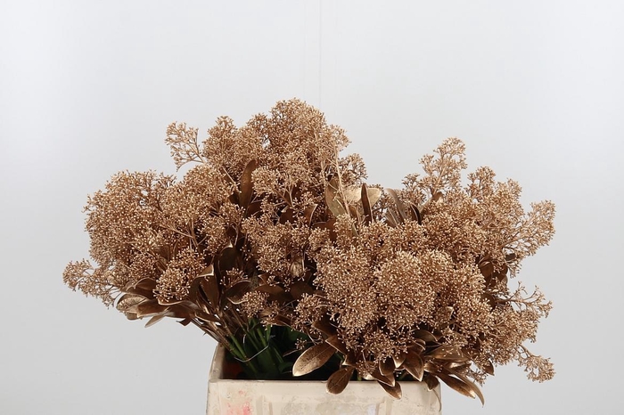 <h4>Skimmia Kl Bh Antiek Goud</h4>