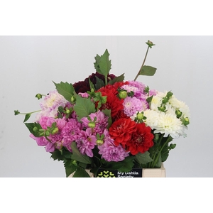 Dahlia Gemengd in fust