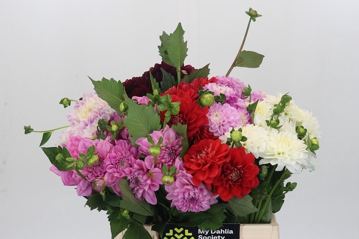 <h4>Dahlia Gemengd in fust</h4>