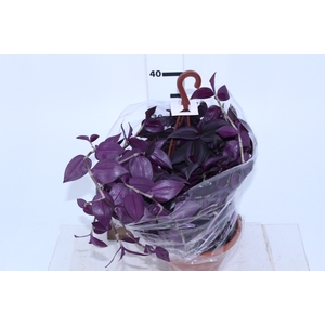 TRADESCANTIA ZEBRINA C21 ROXO
