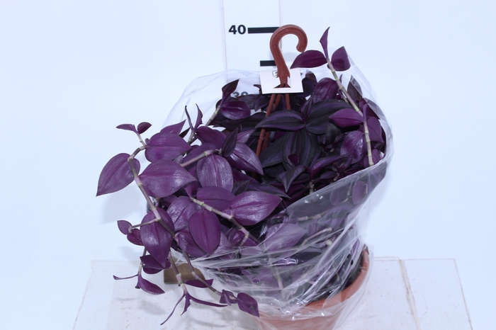 TRADESCANTIA ZEBRINA C21 ROXO