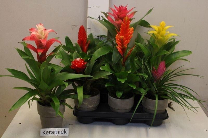 <h4>BROMELIA GEM</h4>