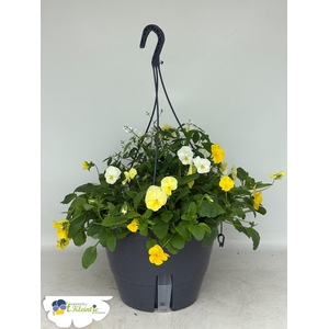 HANGING BASKETS