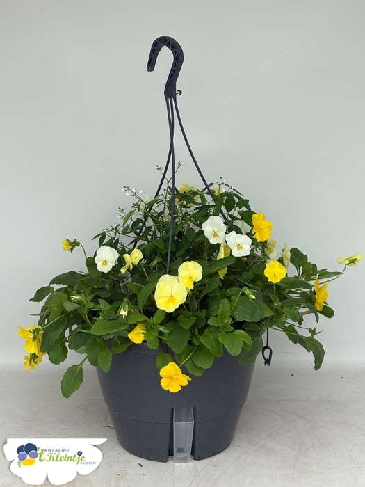 <h4>HANGING BASKETS</h4>
