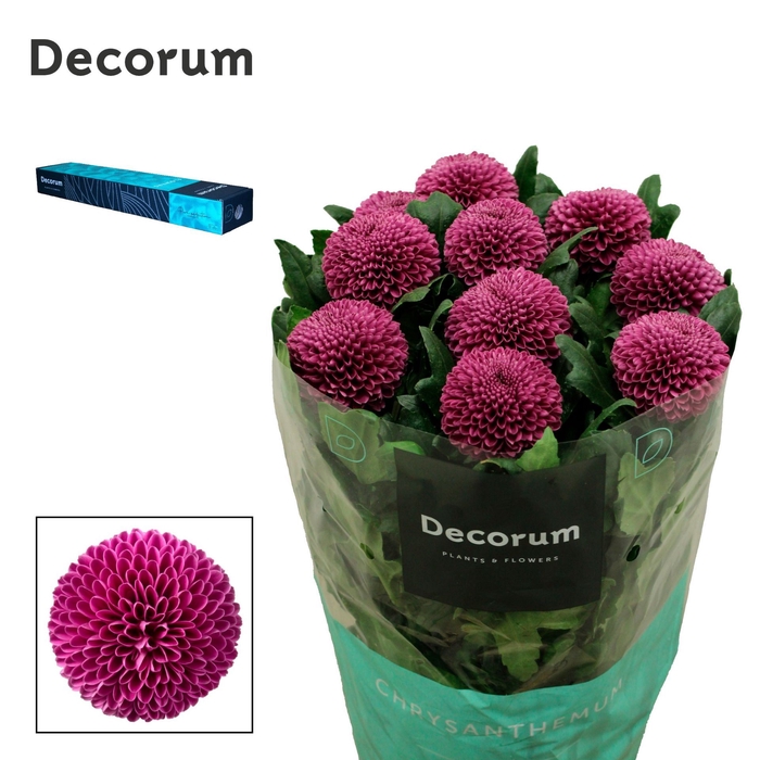<h4>Chrysanthemum PL 'Roxo'</h4>