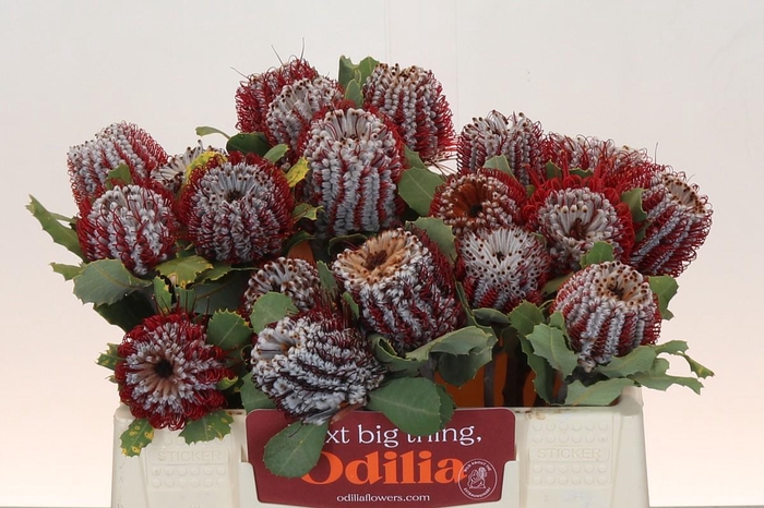 <h4>Banksia Coccinea</h4>