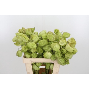 Ascl Moby Dick Kl Bh Rose Goud