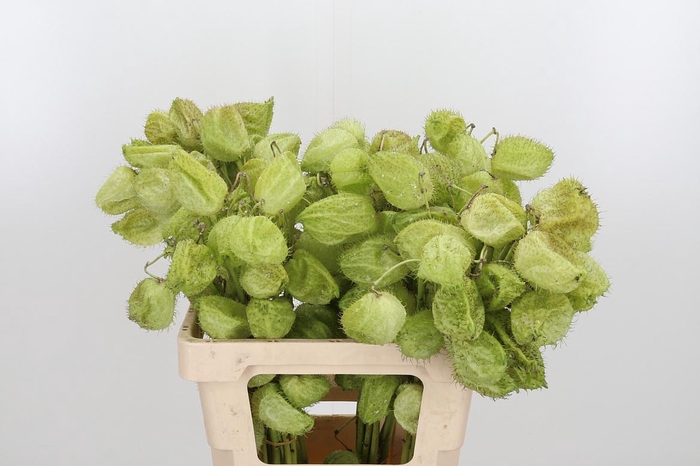 <h4>Ascl Moby Dick Kl Bh Rose Goud</h4>