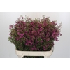 Chamelaucium Rotem