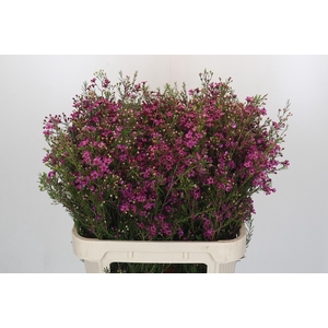 Chamelaucium Rotem
