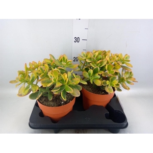 Crassula ovata 'Sunset'