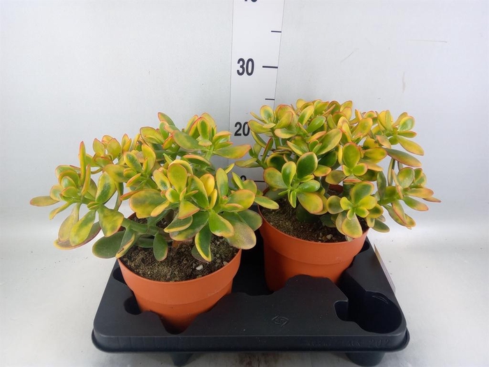 <h4>Crassula ovata 'Sunset'</h4>