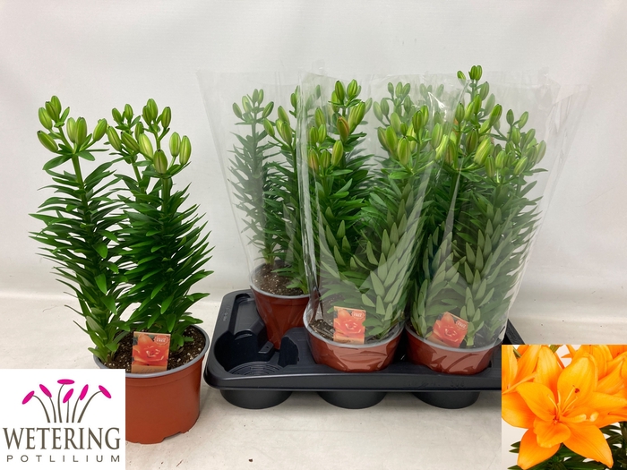 <h4>LIL AS TINY DO DUTCH</h4>