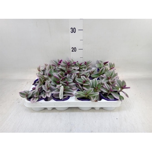 Tradescantia cerinth. 'Nanouk'