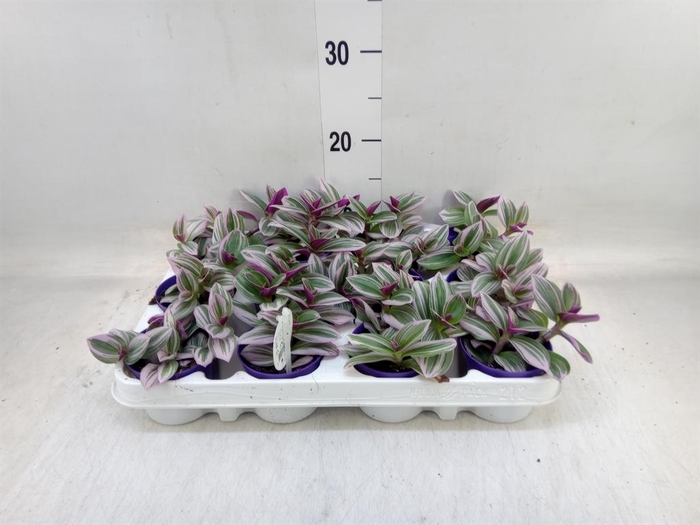 <h4>Tradescantia cerinth. 'Nanouk'</h4>