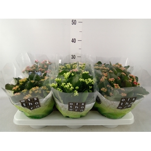 Kalanchoe blos.   ..rosebud mix  5