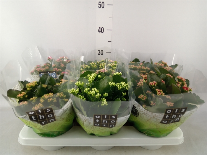 <h4>Kalanchoe blos.   ..rosebud mix  5</h4>