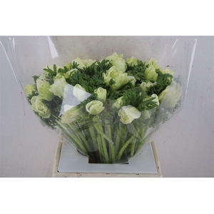 Anem Mistral Super White