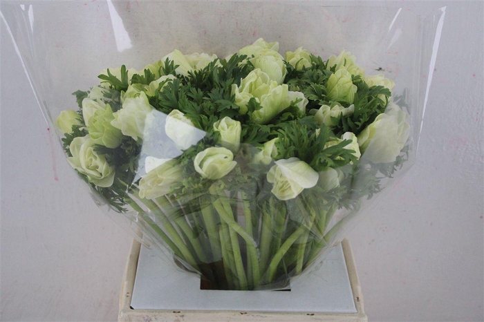 <h4>Anem Mistral Super White</h4>