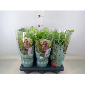 Phlebodium aureum 'Davana'