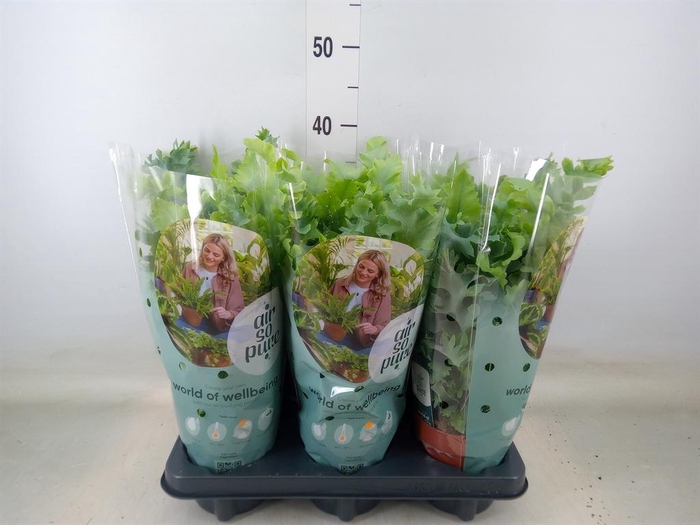 <h4>Phlebodium aureum 'Davana'</h4>