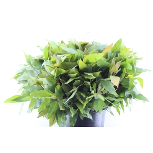 Euca Robusta Hybrid Per Stem