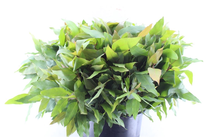 <h4>Euca Robusta Hybrid Per Stem</h4>