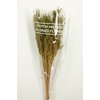 Dried Umbr. Sedge Sm. Leaf Green Bunch