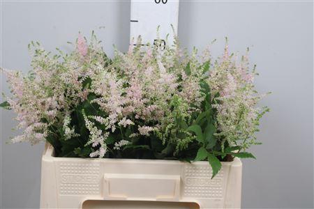 <h4>Astil Ja Europa</h4>