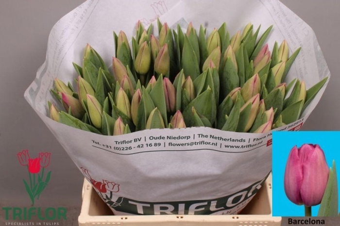 <h4>Tulipa si barcelona</h4>