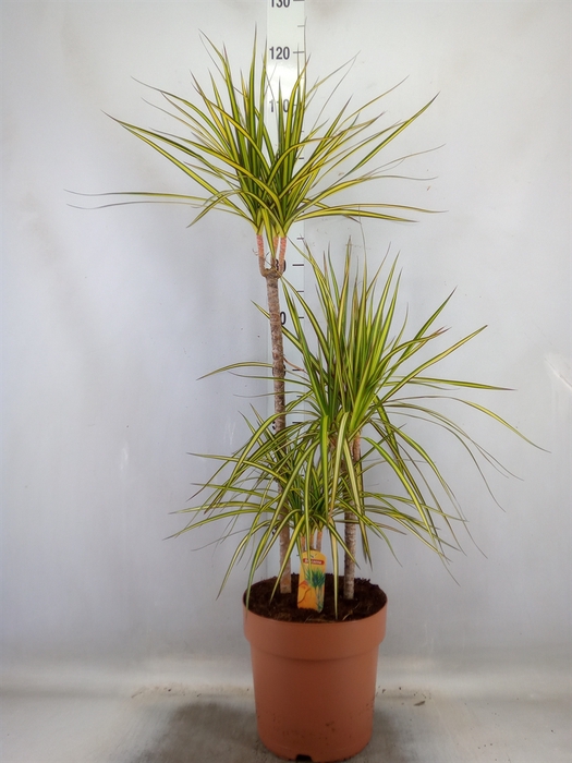 <h4>Dracaena marg. 'Sunray'</h4>