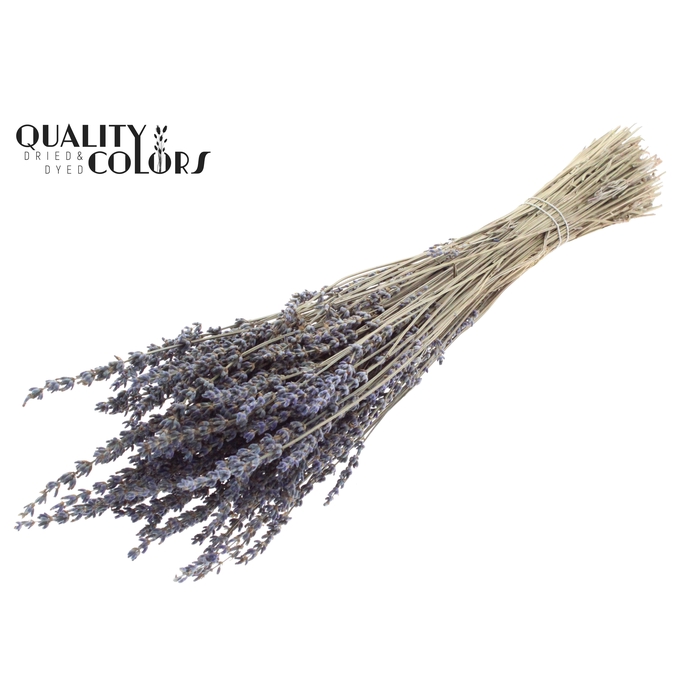 <h4>Lavendel Premium 100gr per bunch</h4>