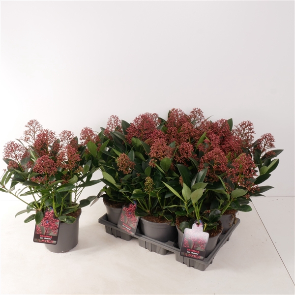 <h4>Skimmia jap. 'Rubella' P15</h4>