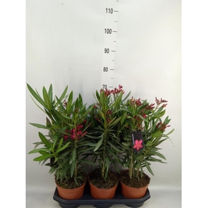 Nerium oleander   ...