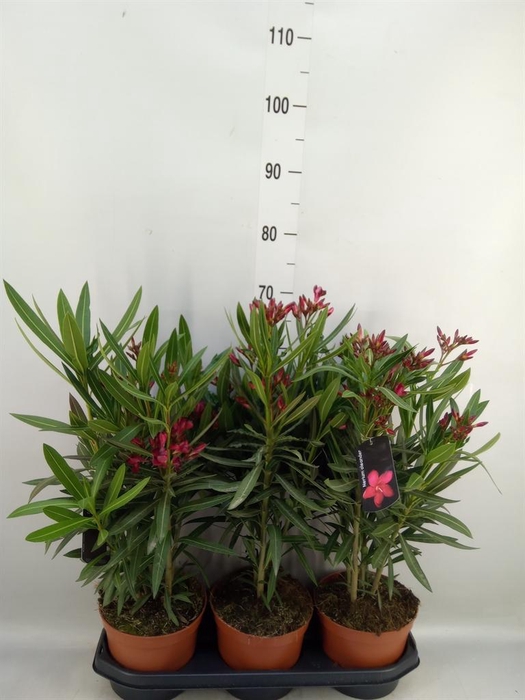 <h4>Nerium oleander   ...</h4>