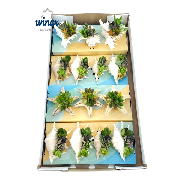 <h4>Concepts® - UniqueShells Mix (M)</h4>