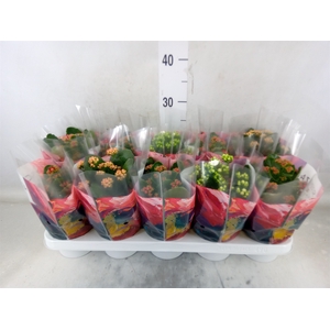 Kalanchoe blos.   ..rosebud mix  4