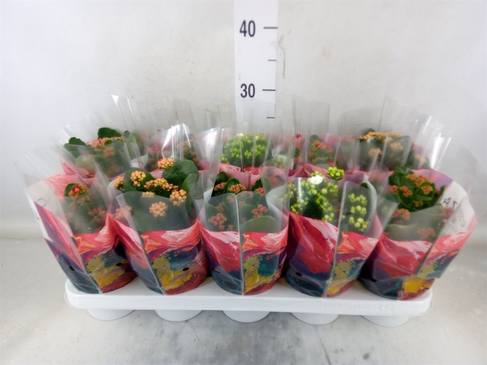 <h4>Kalanchoe blos.   ..rosebud mix  4</h4>