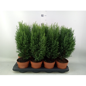 Chamaecyparis laws. 'Ellwoodii'